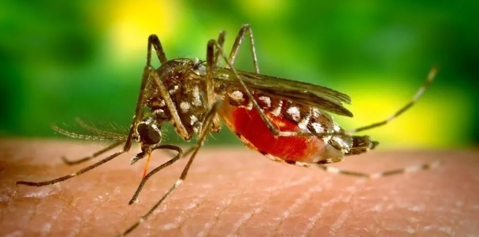 देशभर दुई हजारभन्दा बढी डेङ्गुबाट बिरामी