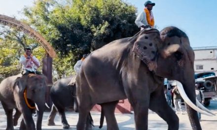 नेपालले कतारलाई उपहारस्वरूप भोलि दुई हात्ती पठाउँदै